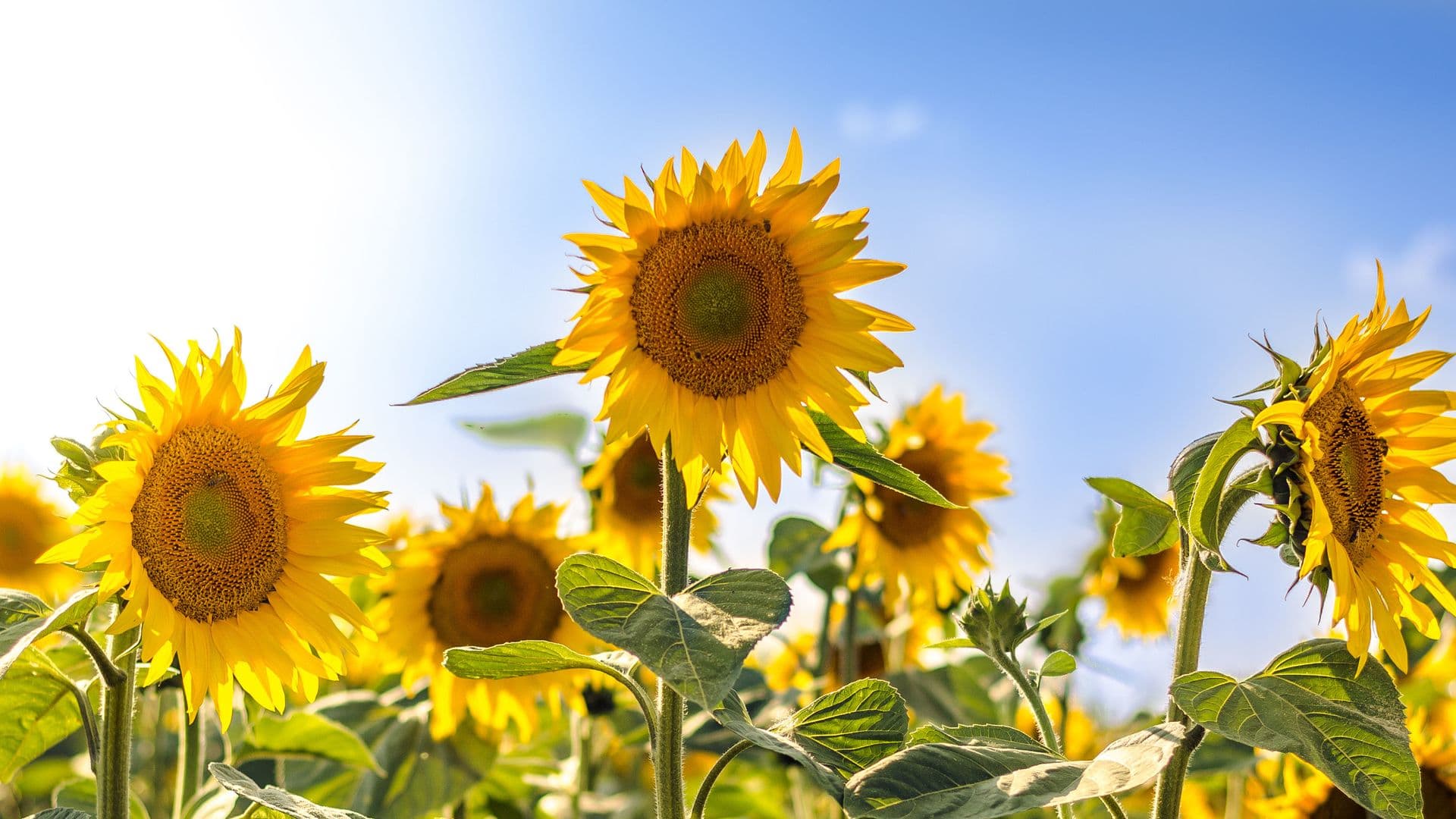 Yellow Girasol