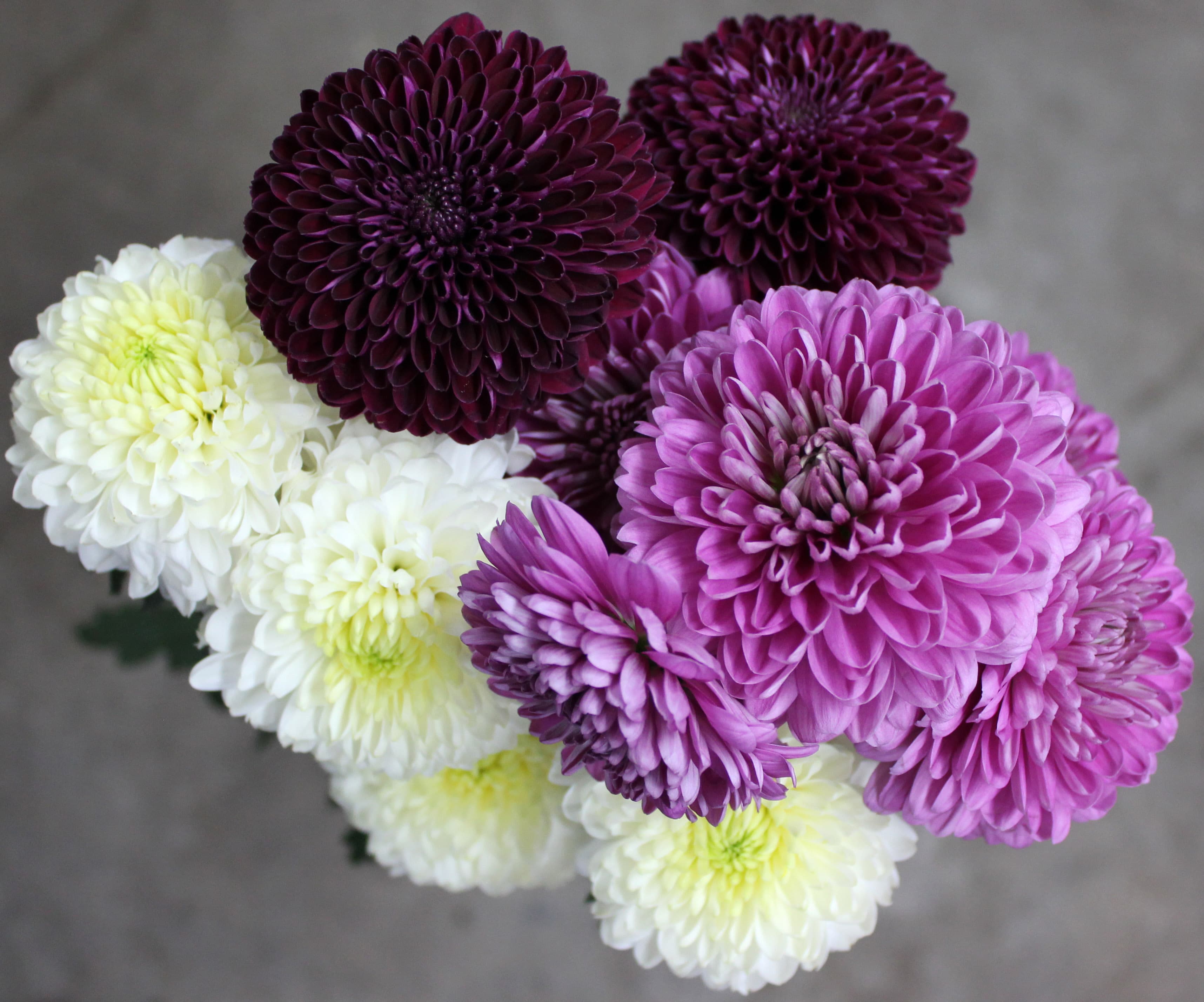White Chita 70 Cm Disbuds